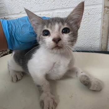 Ethan -  Domestic Short Hair Cat for Adoption in Edinburg, Texas - Ethan | PetCurious