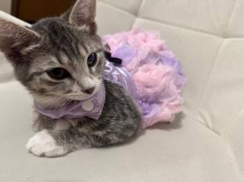 Cupcake -  Domestic Short Hair Cat for Adoption in Mokena, Illinois - Cupcake | PetCurious