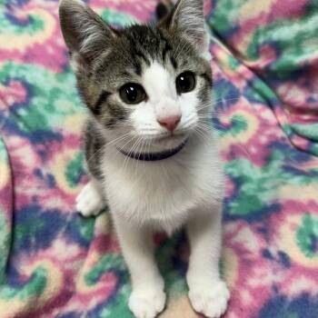 Domestic Short Hair Cats Available for Adoption in White Oak, Pennsylvania - Jade | PetCurious
