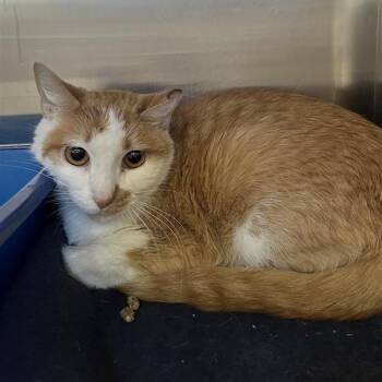 Domestic Short Hair Cats Available for Adoption - Lolly | PetCurious