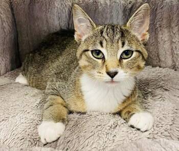 Lentil -  Domestic Short Hair Cat for Adoption in Beacon, New York - Lentil | PetCurious