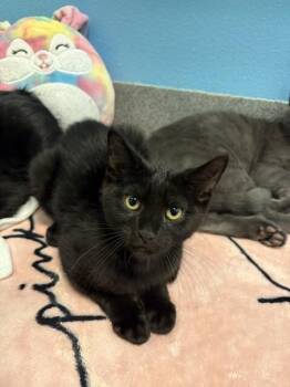 Fleece -  Domestic Short Hair Cat for Adoption in Fort Collins, Colorado - Fleece | PetCurious