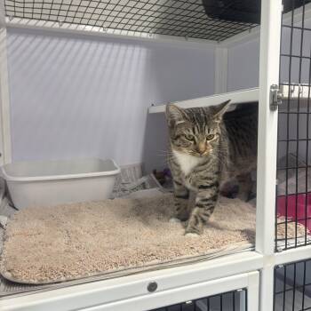 May -  Domestic Short Hair Cat for Adoption in Rogersville, Tennessee - May | PetCurious