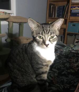 Franklin -  Domestic Short Hair Cat for Adoption in Richmond, Virginia - Franklin | PetCurious