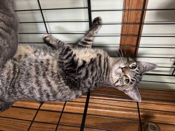 Rescue Domestic Short Hair Cats for Adoption in Valley Center, Kansas - Snickers | PetCurious