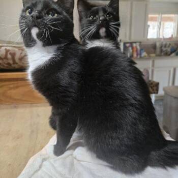Tuxedo and Domestic Short Hair Cats Available for Adoption - Boop | PetCurious