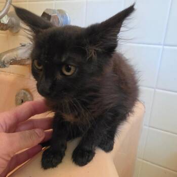 Pookinator -  Domestic Medium Hair Cat for Adoption in Melrose, Florida - Pookinator | PetCurious