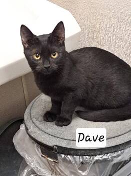 Dave (FCID# 08/27/2026 - 54 Brandywine PS) C -  Domestic Short Hair Cat for Adoption in Greenville, Delaware - Dave (FCID# 08/27/2026 - 54 Brandywine PS) C | PetCurious