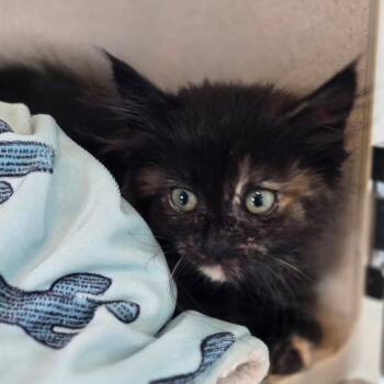 Ruthie -  Domestic Long Hair Cat for Adoption in Durango, Colorado - Ruthie | PetCurious