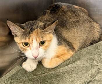 CURRY -  Domestic Short Hair Cat for Adoption in Dallas, Texas - CURRY | PetCurious