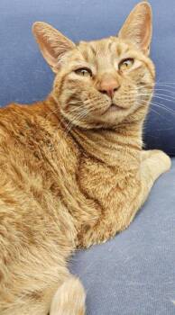 Domestic Short Hair Cats Available for Adoption in Camarillo, California - MARS | PetCurious