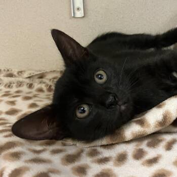 Aniya - FeLV -  Domestic Short Hair Cat for Adoption in Eatontown, New Jersey - Aniya - FeLV | PetCurious