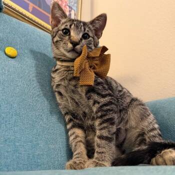 Apollo Gashi -  Tabby and Domestic Short Hair Cat for Adoption in Friendswood, Texas - Apollo Gashi | PetCurious