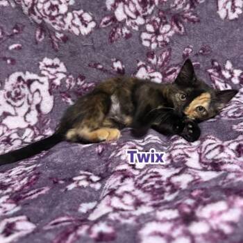 Twix -  Domestic Short Hair Cat for Adoption in Kittanning, Pennsylvania - Twix | PetCurious