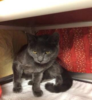 Carhartt -  Domestic Short Hair Cat for Adoption in Elmira, New York - Carhartt | PetCurious