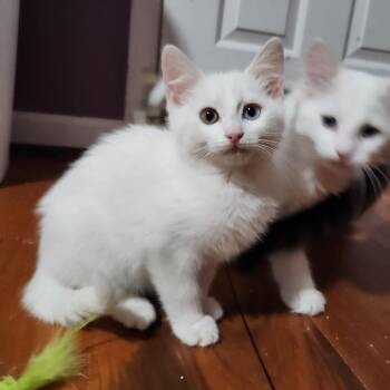 Taffy -  Domestic Short Hair Cat for Adoption in Lyndhurst, Virginia - Taffy | PetCurious