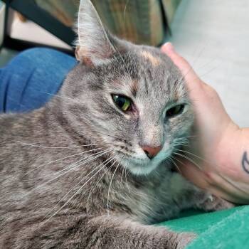 Rescue Domestic Short Hair Cats for Adoption in Pittsburgh, Pennsylvania - Butterscotch | PetCurious