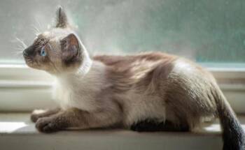 Siamese Cats Available for Adoption - Miso | PetCurious
