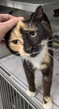 Domestic Short Hair Cats Available for Adoption in Fairfax, Virginia - Athena | PetCurious