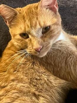 Ms Butters -  Domestic Short Hair Cat for Adoption in Las Vegas, Nevada - Ms Butters | PetCurious