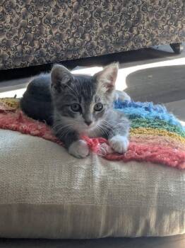 Pluto -  Domestic Short Hair Cat for Adoption in Fort Collins, Colorado - Pluto | PetCurious
