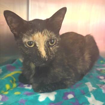 Peony -  Domestic Short Hair Cat for Adoption in Chattanooga, Tennessee - Peony | PetCurious