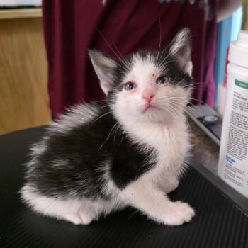 Domestic Short Hair Cats Available for Adoption in Eureka Springs, Arkansas - Kessie | PetCurious