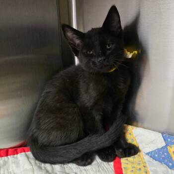 Sparrow -  Extra Toes Cat Hemingway Polydactyl Cat for Adoption in Spokane, Washington - Sparrow | PetCurious