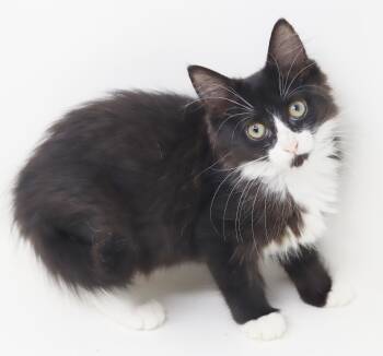 Zok - our perfect love bug - So much sunshine -  Maine Coon and Siberian Cat for Adoption in Bedford Hills, New York - Zok - Our Perfect Love Bug - So Much Sunshine | PetCurious