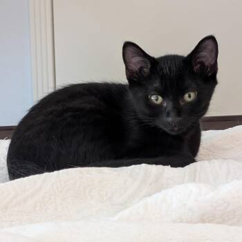 Scarf -  Domestic Short Hair Cat for Adoption in Chicago, Illinois - Scarf | PetCurious
