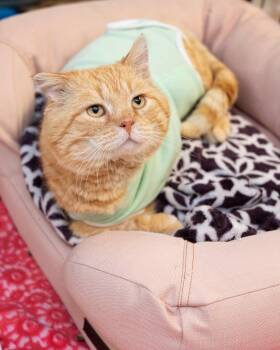 Domestic Short Hair Cats Available for Adoption in Boone, Iowa - The Cheek Lord | PetCurious