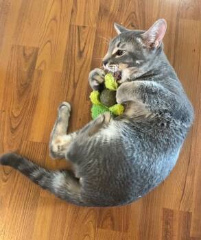 Rescue Domestic Short Hair Cats for Adoption in Warr Acres, Oklahoma - Pikachu | PetCurious