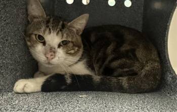 Domestic Short Hair Cats Available for Adoption in Houston, Texas - A2068688 | PetCurious