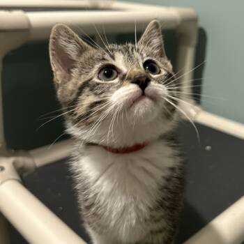 Rescue Domestic Medium Hair Cats for Adoption in Evansville, Indiana - Tate | PetCurious