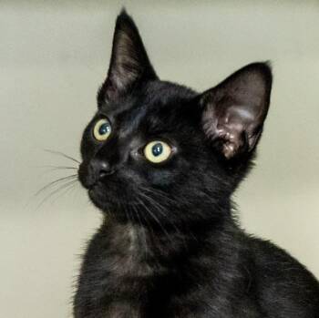 Hollyhock -  Domestic Short Hair Cat for Adoption in Victor, New York - Hollyhock | PetCurious