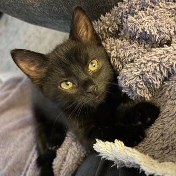 Benson (bonded to Stabler) -  Domestic Short Hair Cat for Adoption in Columbia, Maryland - Benson (bonded To Stabler) | PetCurious