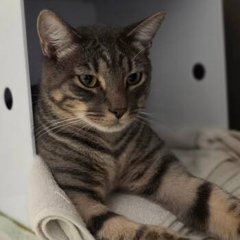 Harvey -  Domestic Short Hair Cat for Adoption in Briarcliff Manor, New York - Harvey | PetCurious