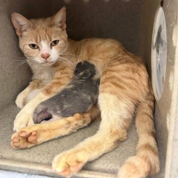 Carmella -  Domestic Short Hair Cat for Adoption in Philadelphia, Pennsylvania - Carmella | PetCurious