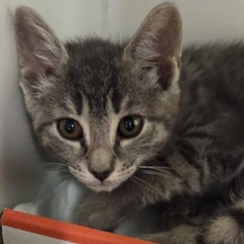 Tilly -  Domestic Short Hair Cat for Adoption in Voorhees Township, New Jersey - Tilly | PetCurious