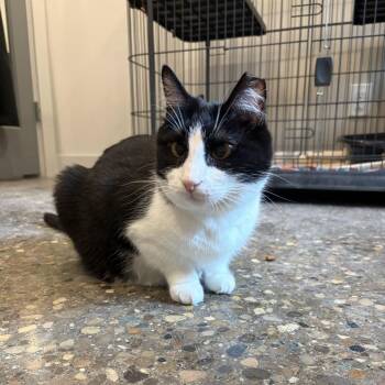 Lei -  Domestic Short Hair Cat for Adoption in Louisville, Kentucky - Lei | PetCurious