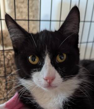 Fergie -  Domestic Medium Hair Cat for Adoption in St. Augustine, Florida - Fergie | PetCurious