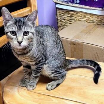 Small Fry -  Domestic Short Hair Cat for Adoption in Springfield, Illinois - Small Fry | PetCurious