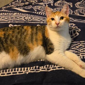Ginger (bonded pair with Cookie) -  Domestic Short Hair Cat for Adoption in Tulsa, Oklahoma - Ginger (bonded Pair With Cookie) | PetCurious