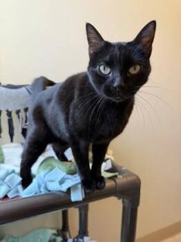 Domestic Short Hair Cats Available for Adoption - Polly Pocket | PetCurious