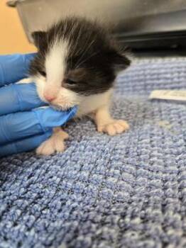 She-ra -  Domestic Short Hair Cat for Adoption in Roseville, California - She-ra | PetCurious