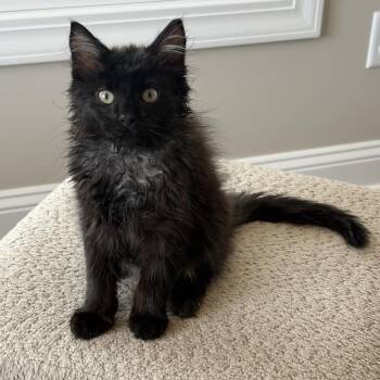 Shaq -  Domestic Long Hair Cat for Adoption in La Grange, Kentucky - Shaq | PetCurious