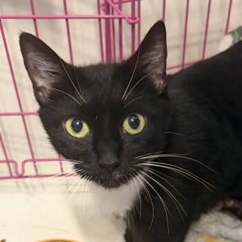 Doris -  American Shorthair Cat for Adoption in Newberg, Oregon - Doris | PetCurious