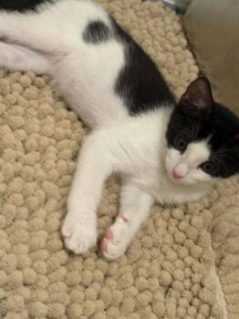Else -  Domestic Short Hair Cat for Adoption in Tucson, Arizona - Else | PetCurious