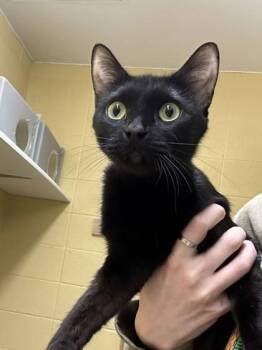 Domestic Short Hair Cats Available for Adoption - Nancy | PetCurious