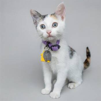 PARADISE -  Domestic Short Hair Cat for Adoption in St. Louis, Missouri - PARADISE | PetCurious